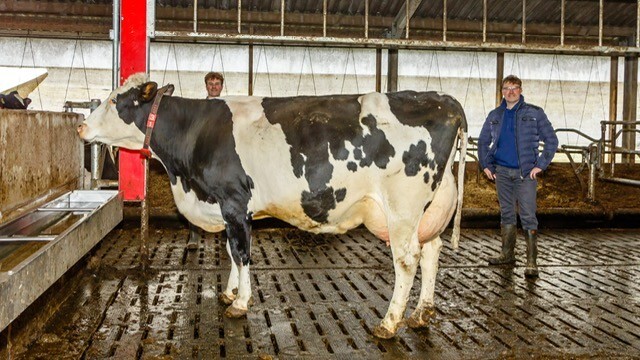 Veehouders Thomas en Maurits te Braake