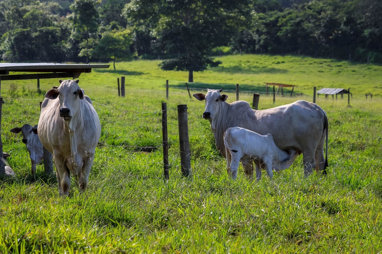 Ultrassonografia Doppler para o Diagnóstico de Gestação em Vacas