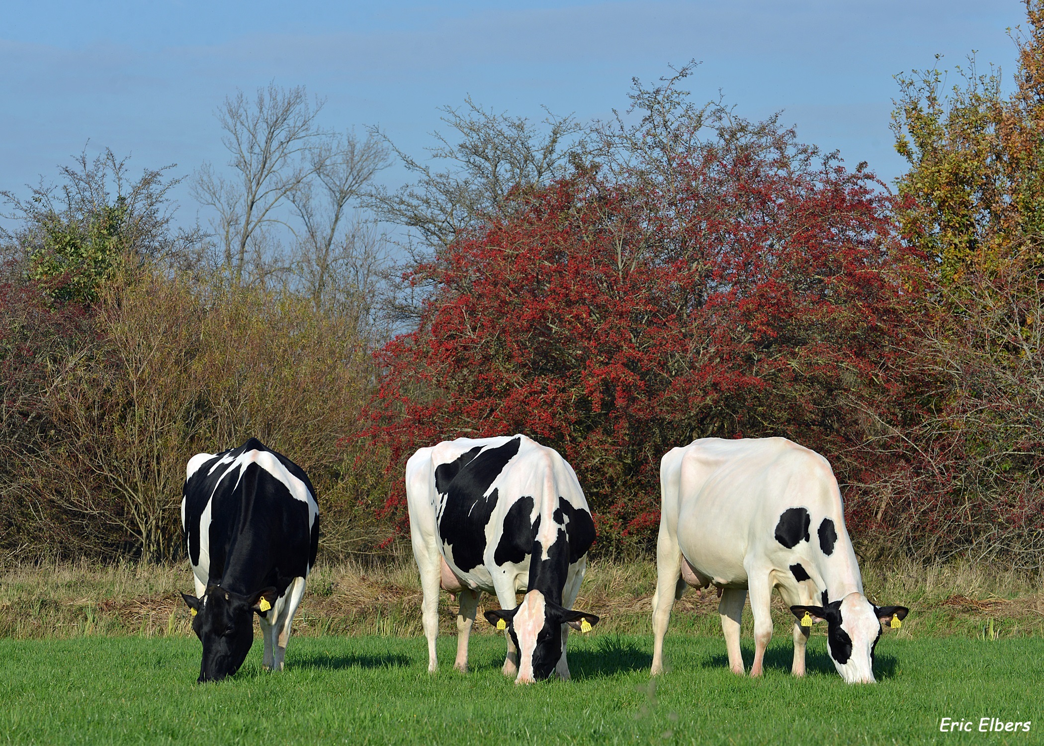 Online stierenpresentatie (holstein) op 16 december