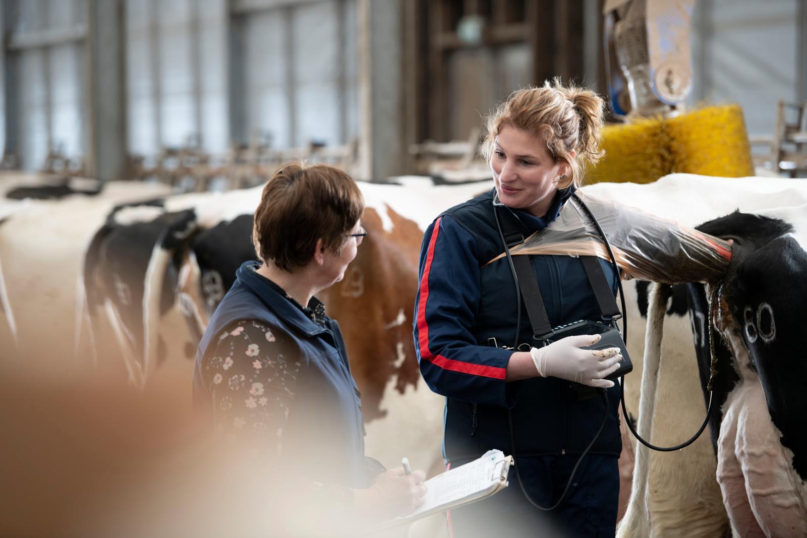 Blauwtong heeft ook effect op de vruchtbaarheid