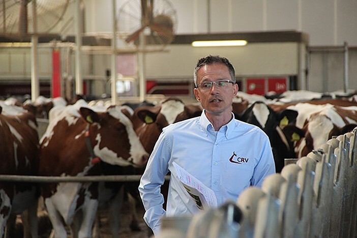 Blick in einen Stall des Betriebs Bardendonk Holsteins von der Familie Hermanussen. Hier stehen einige CRV-Donor-Tiere, u.a. Mütter aktueller CRV-Vererber. Zuchtspezialist Marcel Fox (zweites Bild) stellte einige interessante Tiere vor.