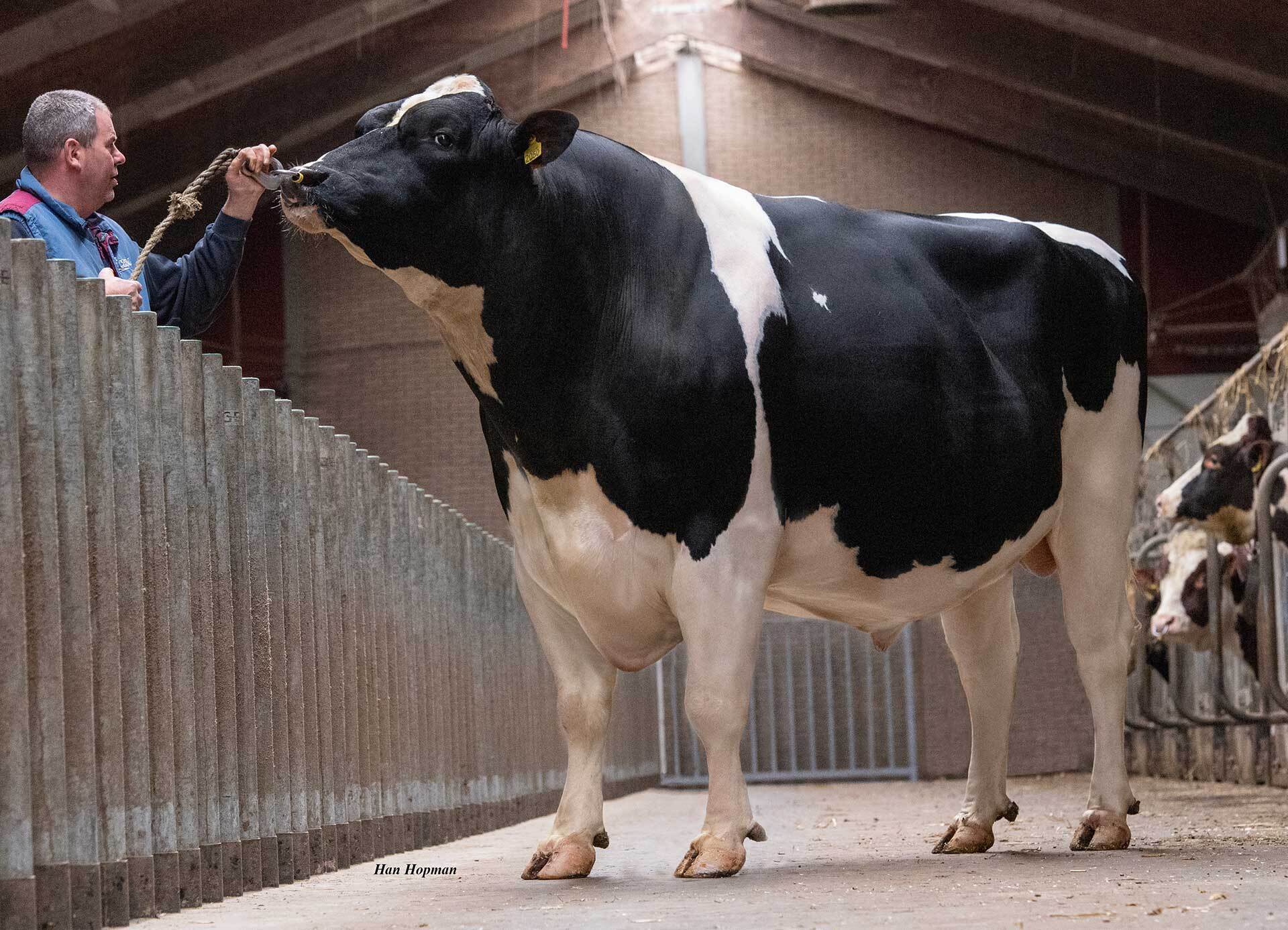 Woody Holstein bull