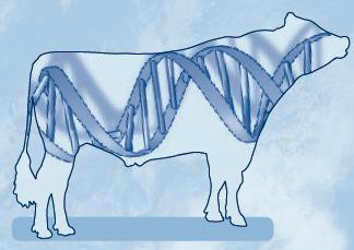 DNA genomický býk