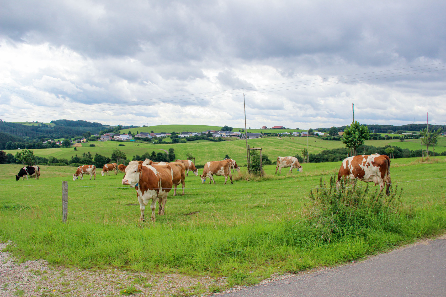 Kühe auf der Weide Familie Lenz