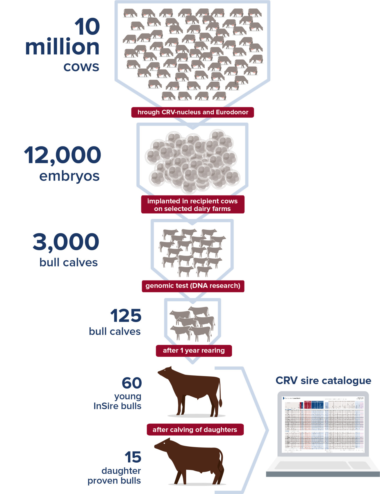 CRV Holstein breeding programme – from 10 million cows to 60 InSire bulls