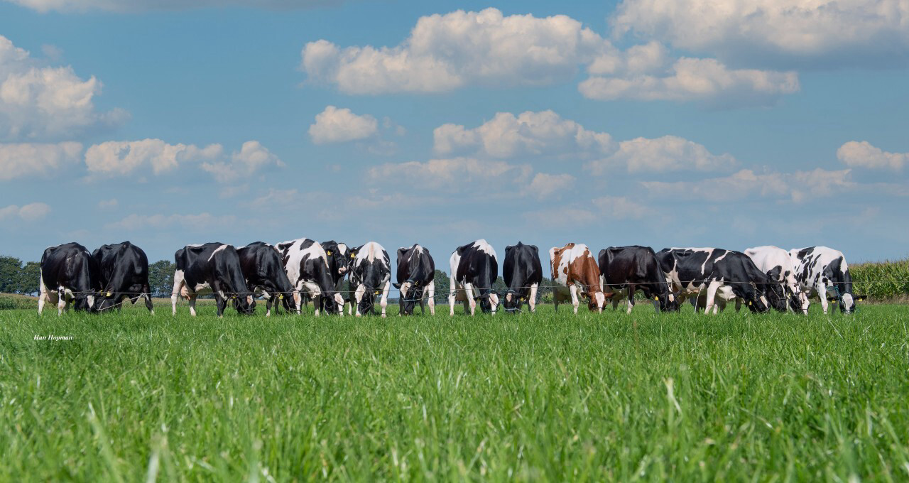 Sixteen absolute champions in milk production owned by dairy farmers Jos, Ingrid and Ben Knoef in Geesteren (The Netherlands).