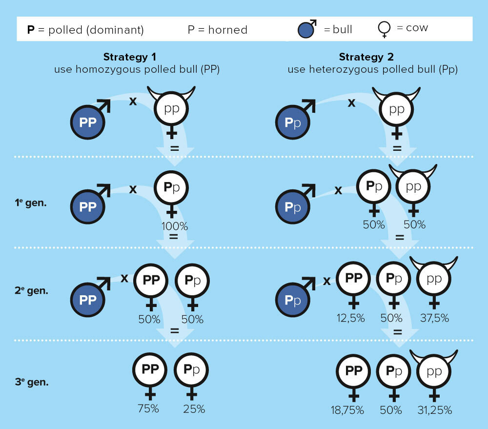 Infographic polled (PP) breeding strategies