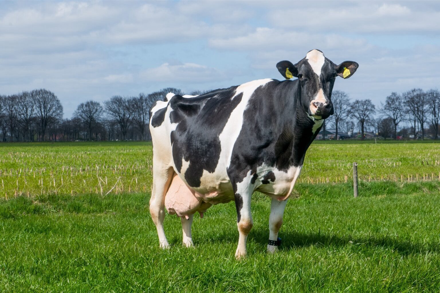 Aged almost 16, win 395 daughter big clara 123 achieved production of over 200,139 kg of milk