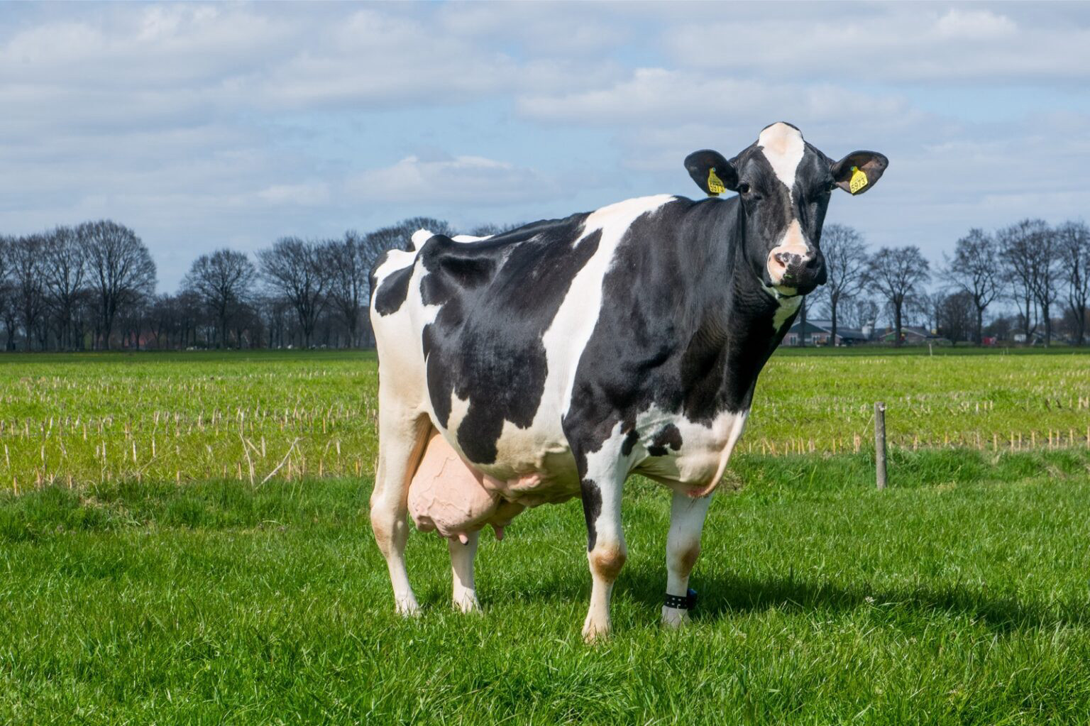 Con casi 16 años, win 395 hija big clara 123 logró una producción de más de 200.139 kg de leche