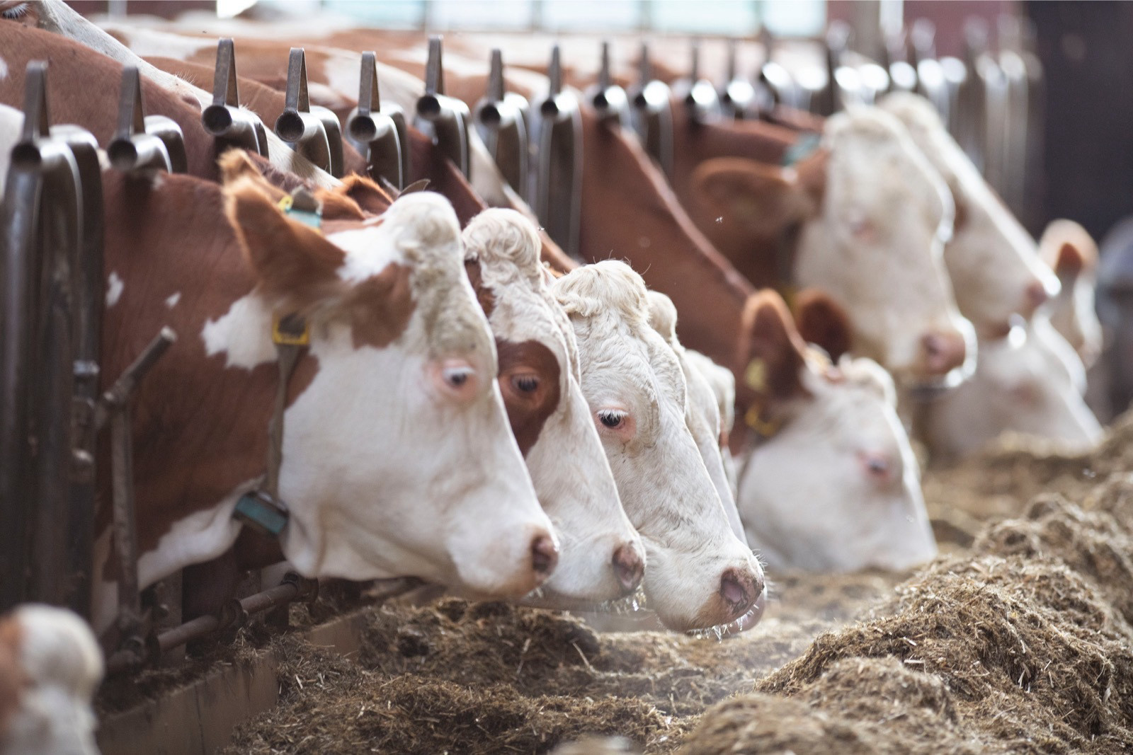 Fleckvieh cows