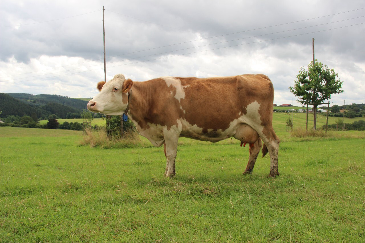 Fleckvieh cow at the Frühlingshof Farm in Sellerich, Germany