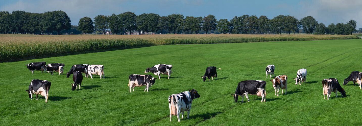 Подавайте пример: шестнадцать коров-стотонников на ферме семьи Кнуф
