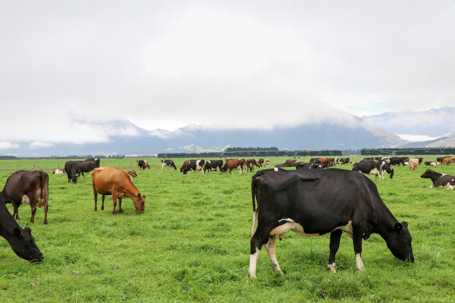 Grazing cows New Zealand