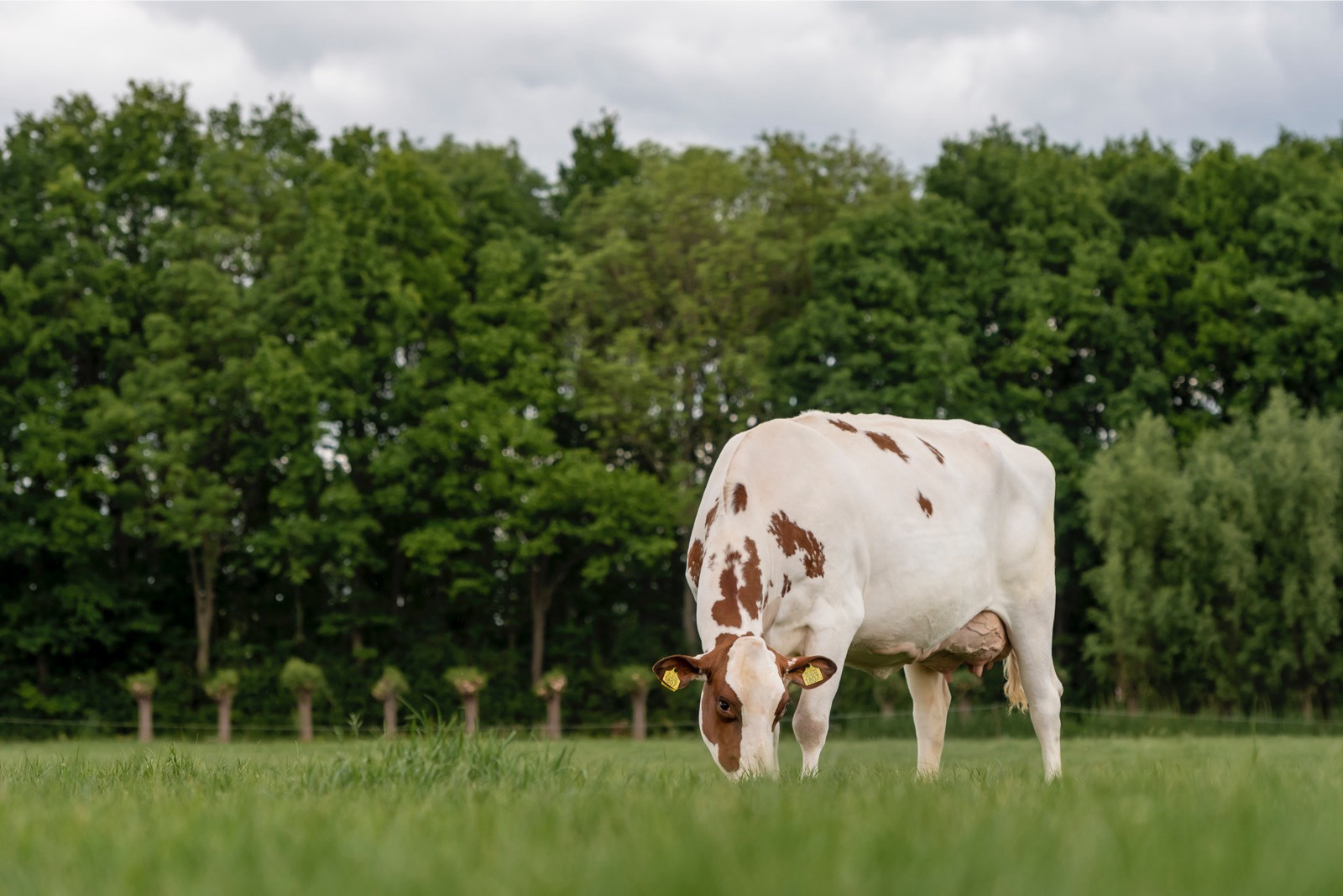 Mixed Breed - Livestock Capital