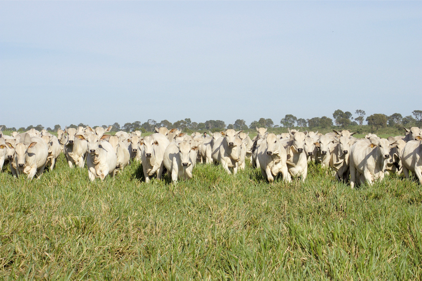 Nelore dairy cows in Brazil