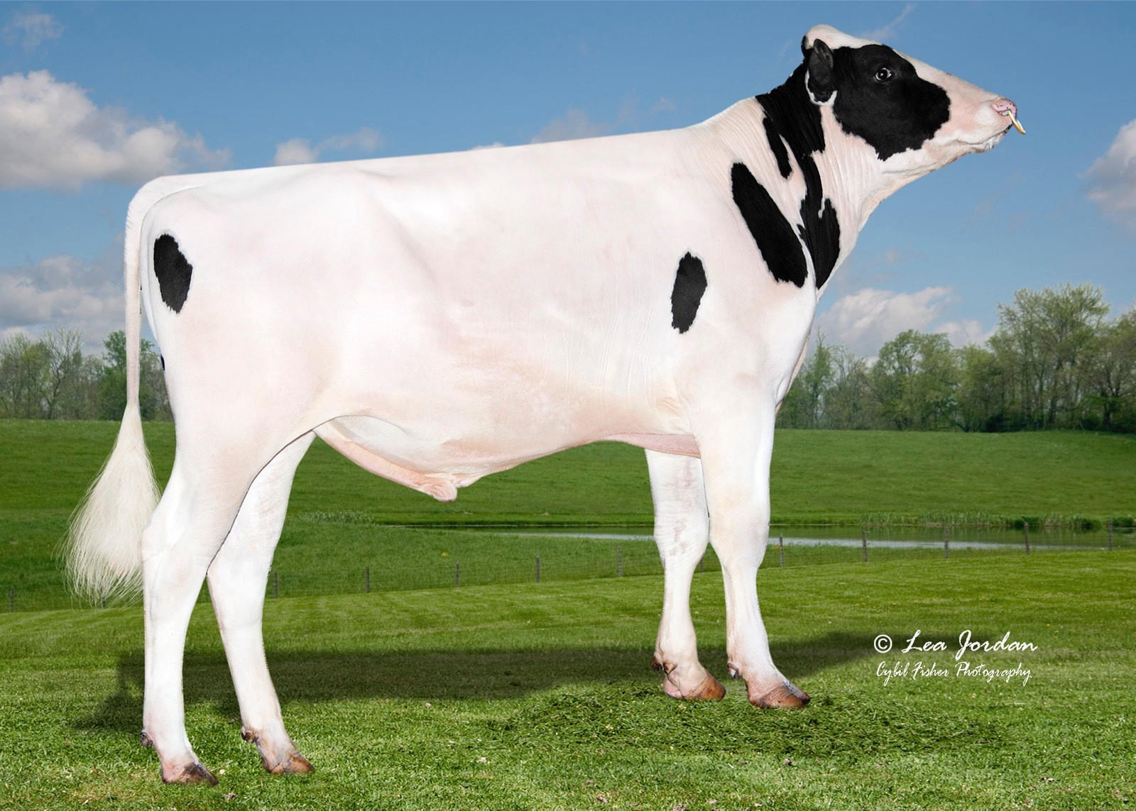 holstein cattle bull