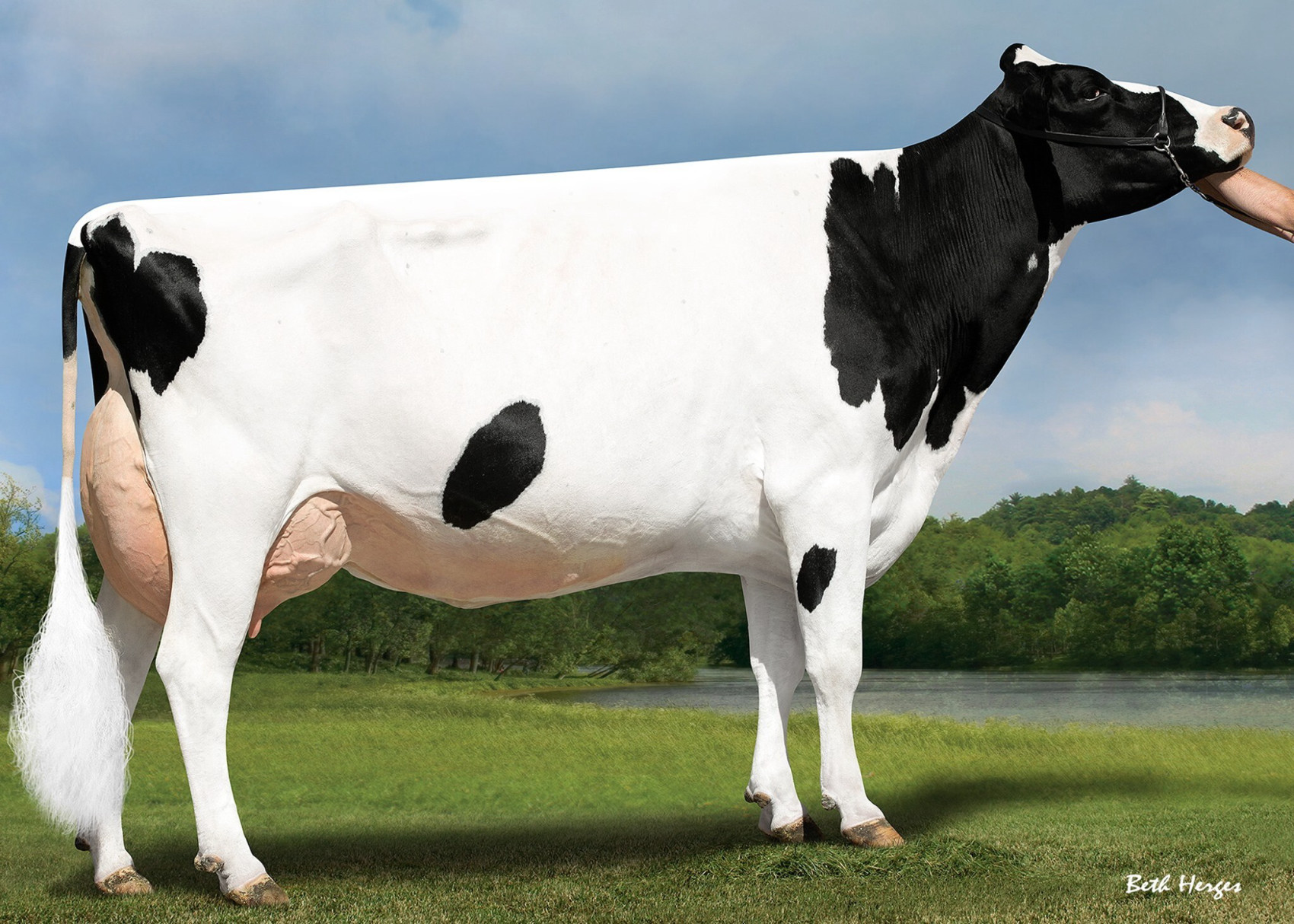 holstein cattle bull