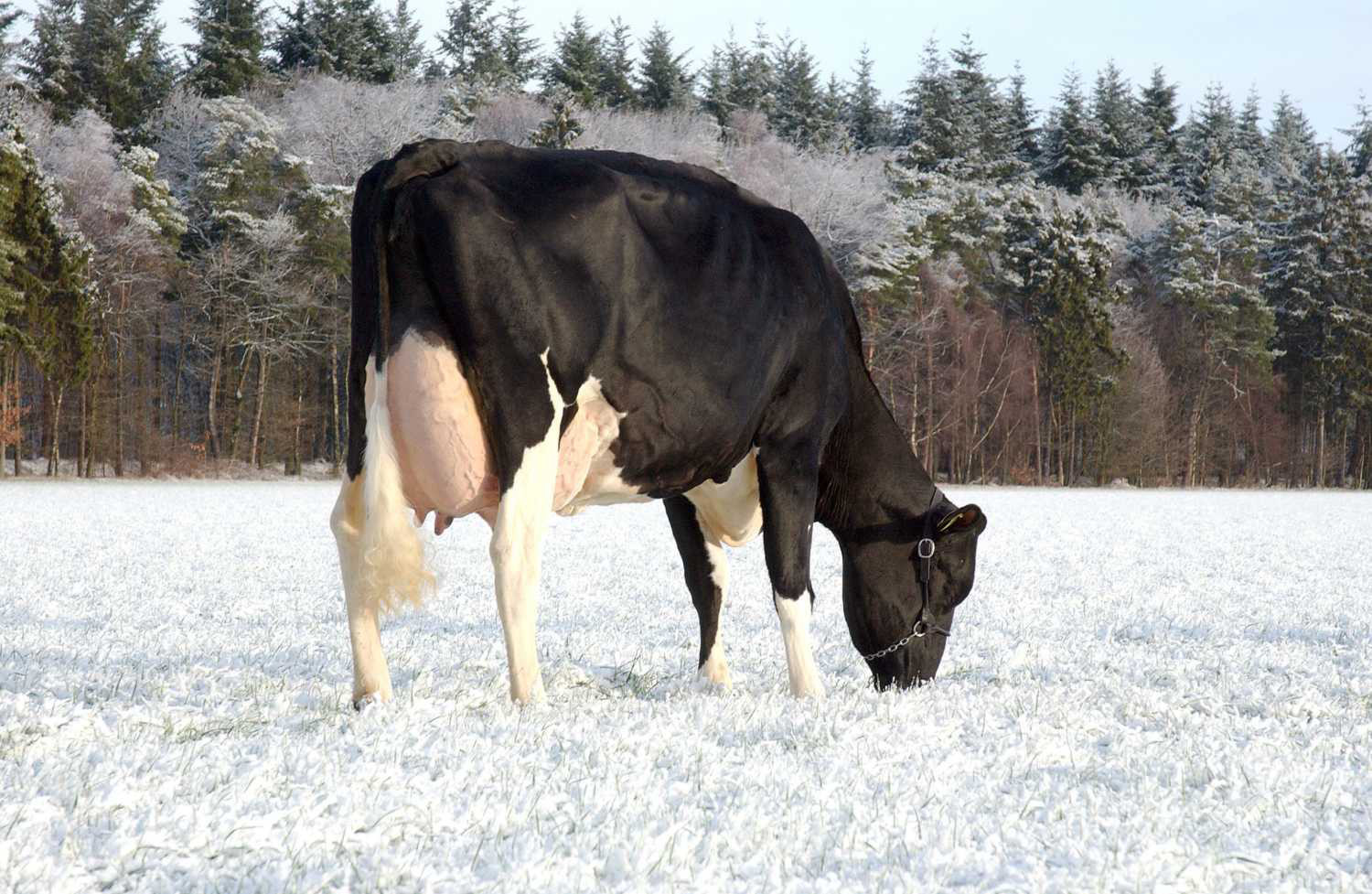 Los toros CRV confirman la fiabilidad de los ganaderos