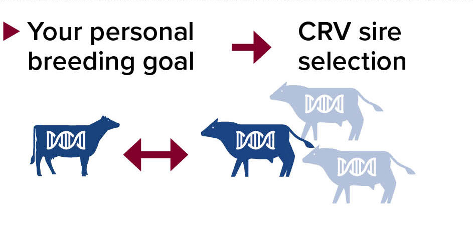 Convierta sus preferencias de cría en una selección de sementales CRV