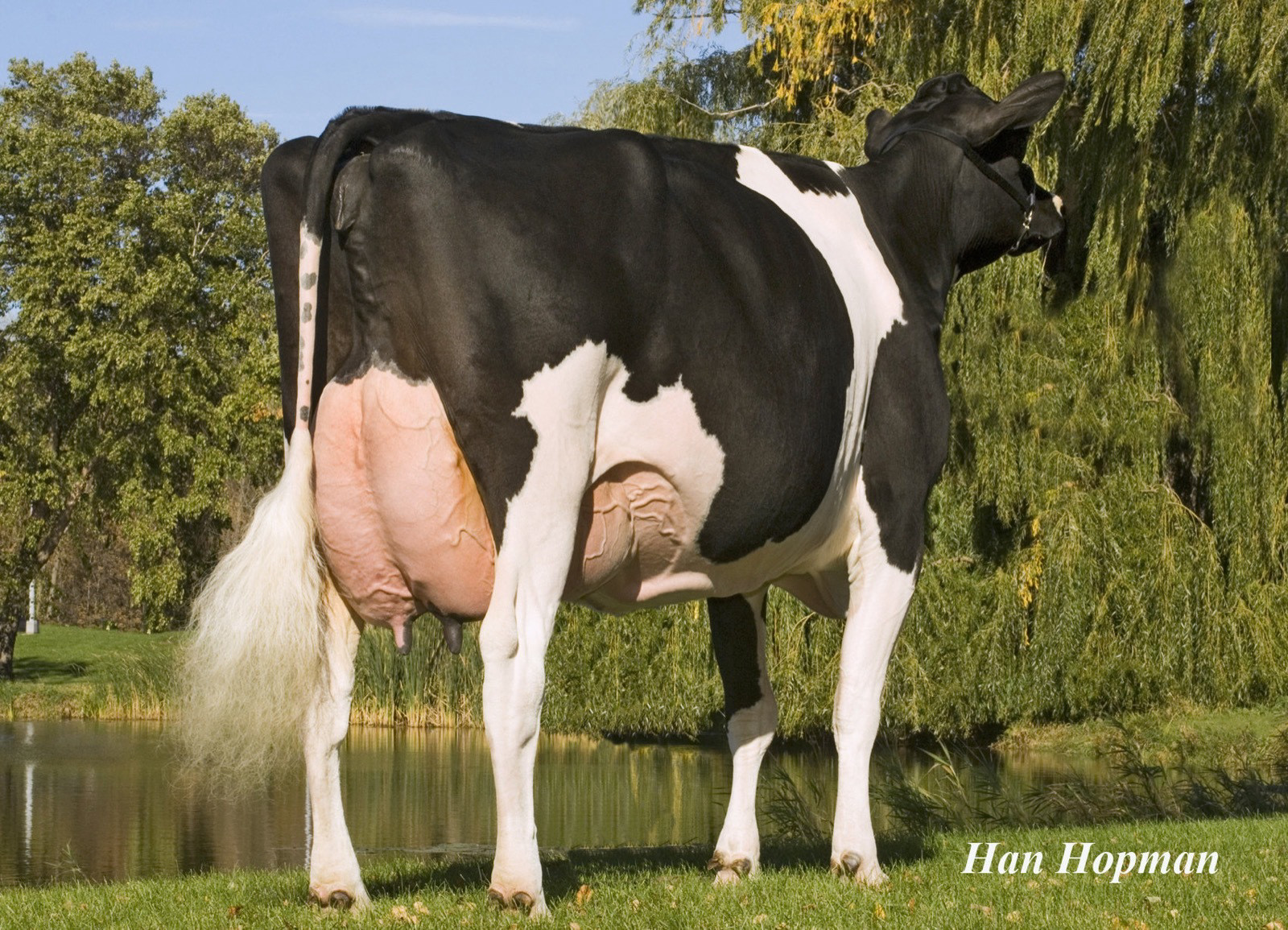 Markwell Durham Daisy (Ex 92), in de moederlijn van Steadfast P-Red