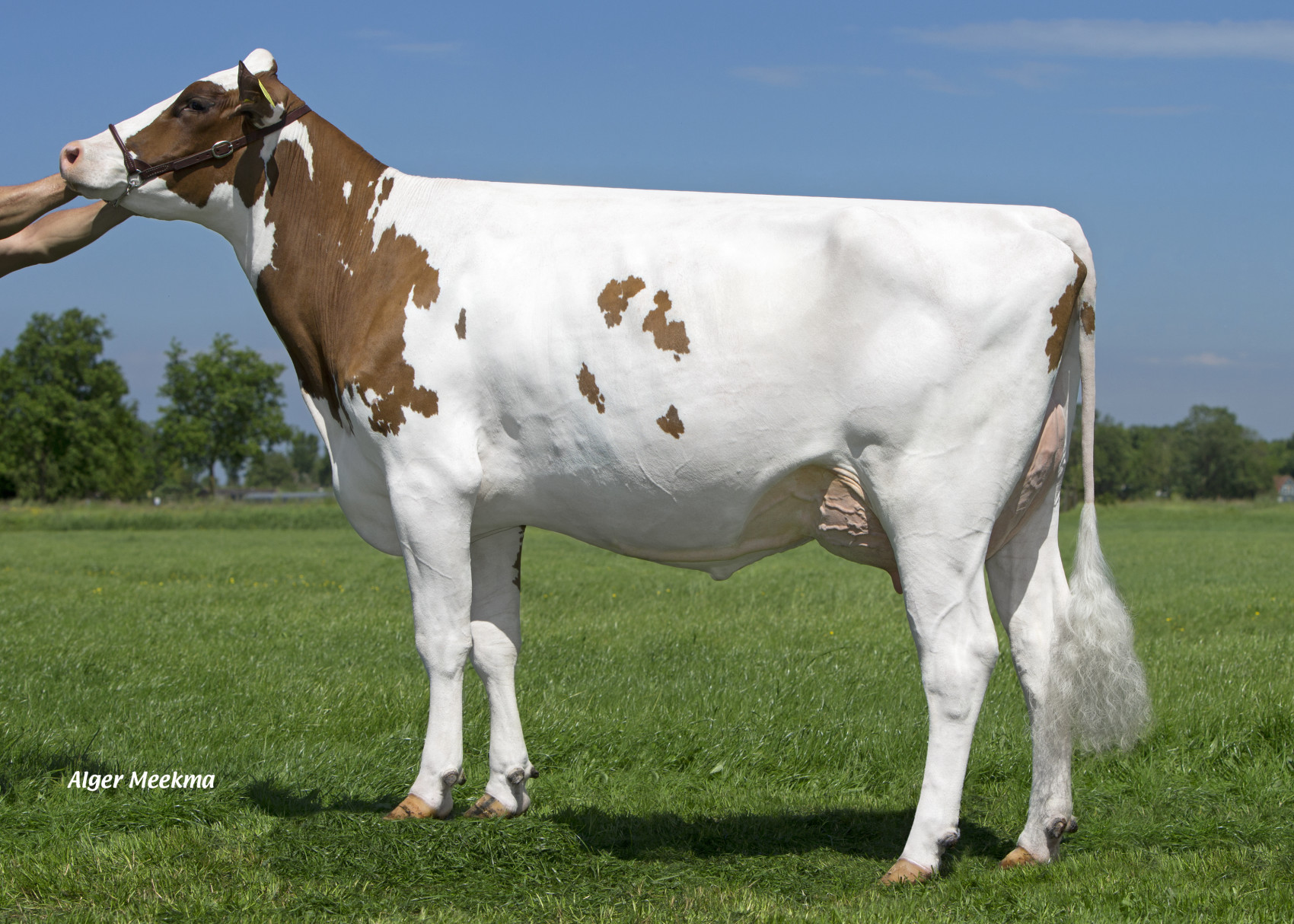 Caudumer Lol 305 PP is de overgrootmoeder van Lol 3 en van drie InSire-stieren in het huidige CRV-aanbod