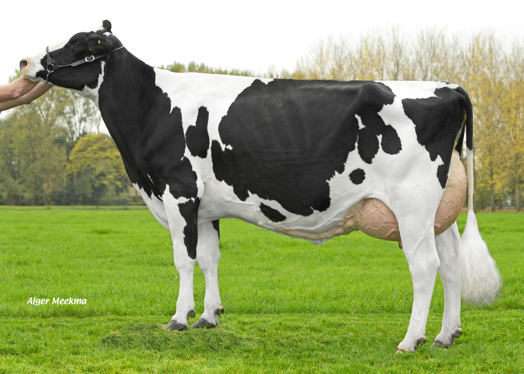 Holstein EU