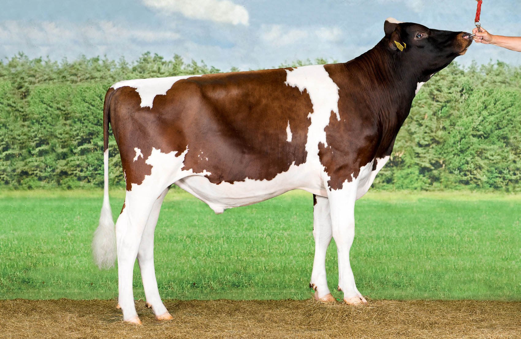 Holstein bull Jacuzzi