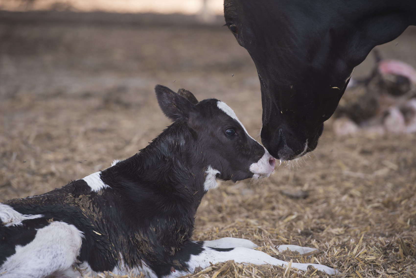 Sire calving ease increases through selection and breeding