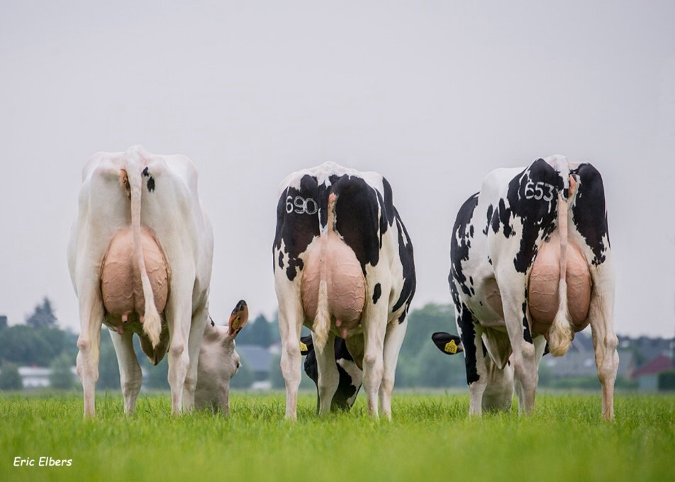 Dochters van Delta Amuse bij Eastland Holsteins