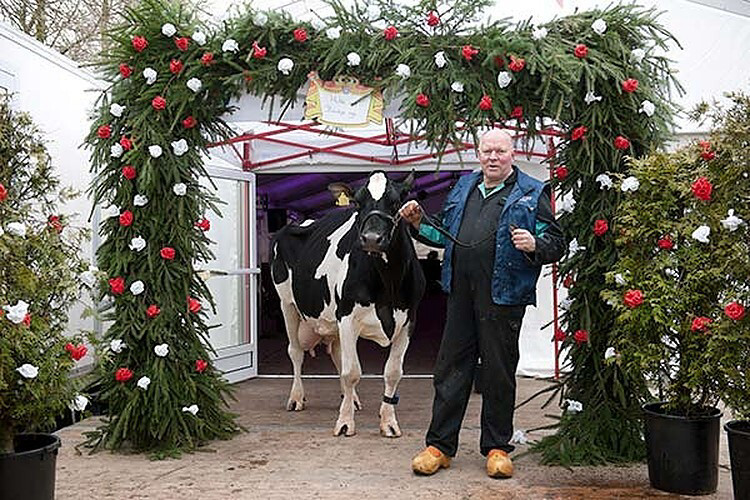 Der Landwirt Jos Knoef mit Big Boukje 192, der ersten Kuh in den Niederlanden, die mehr als 200 000 kg Milch – mit beachtlichen 4,64 % Fett und 3,86 % Eiweiß – gegeben hat. Bis Oktober 2018 gab es in der Herde von Jos Knoef bereits 75 Kühe, die über 100 000 kg gemolken haben.