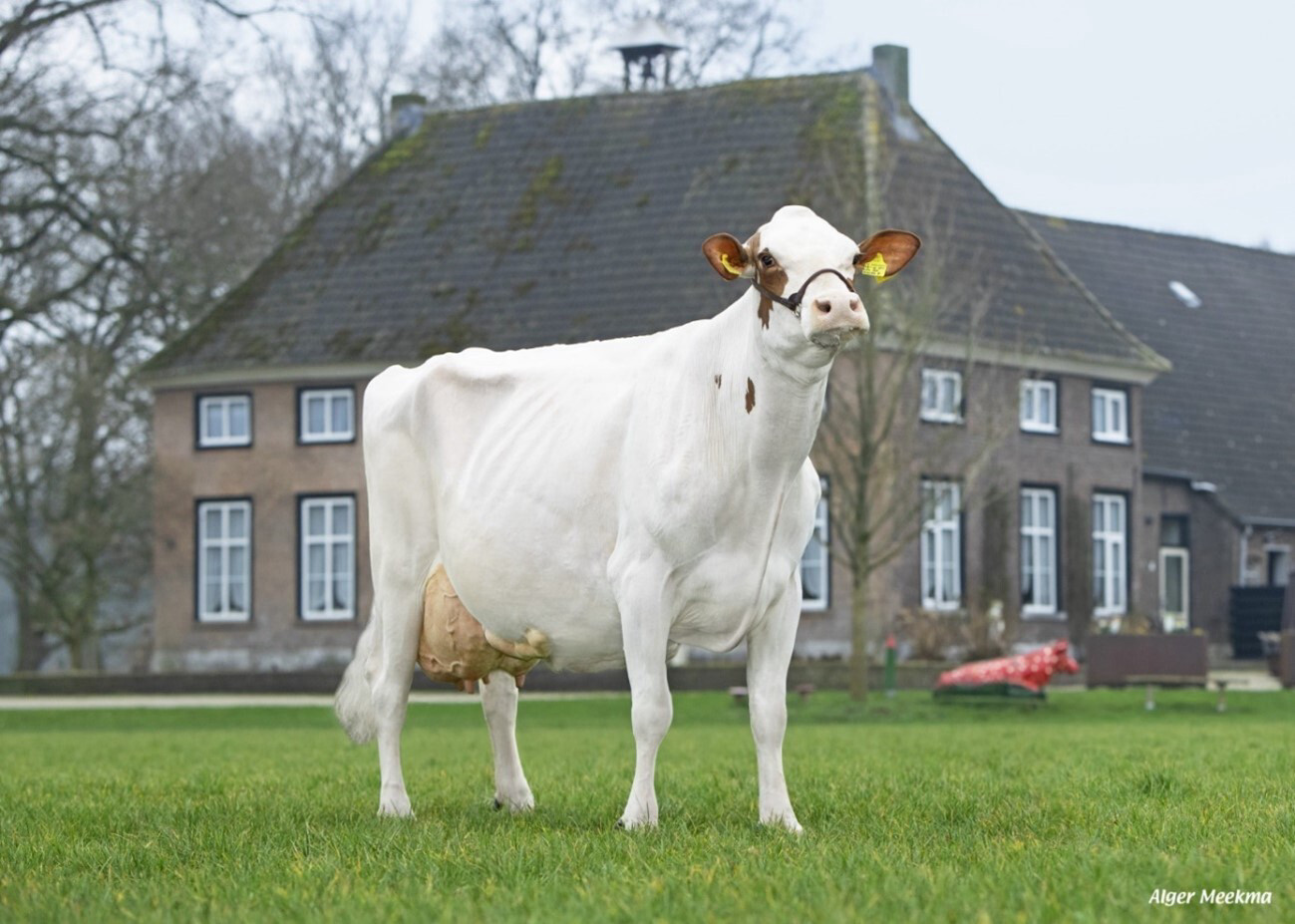 Holstein 100-tonner cow in front of a farm