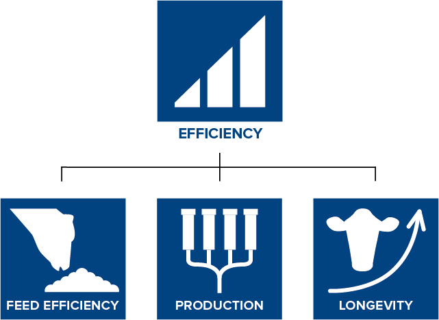 CRV Efficiency index increases feed efficiency, boosts longevity and the herd’s production levels.