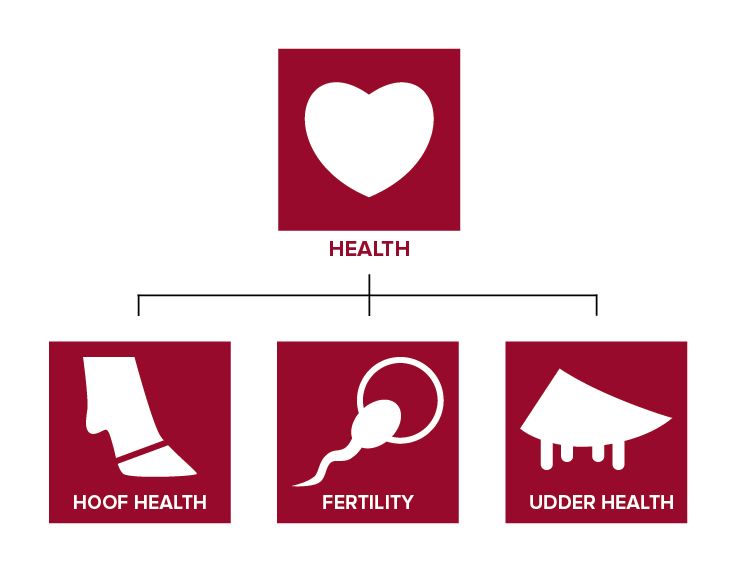 The CRV Health index improves fertility and udder and hoof health.