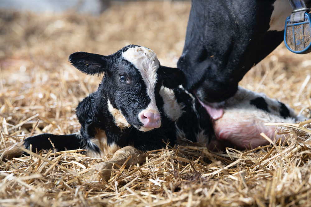 Important building blocks of CRV Health are fertility, hoof health and udder health.