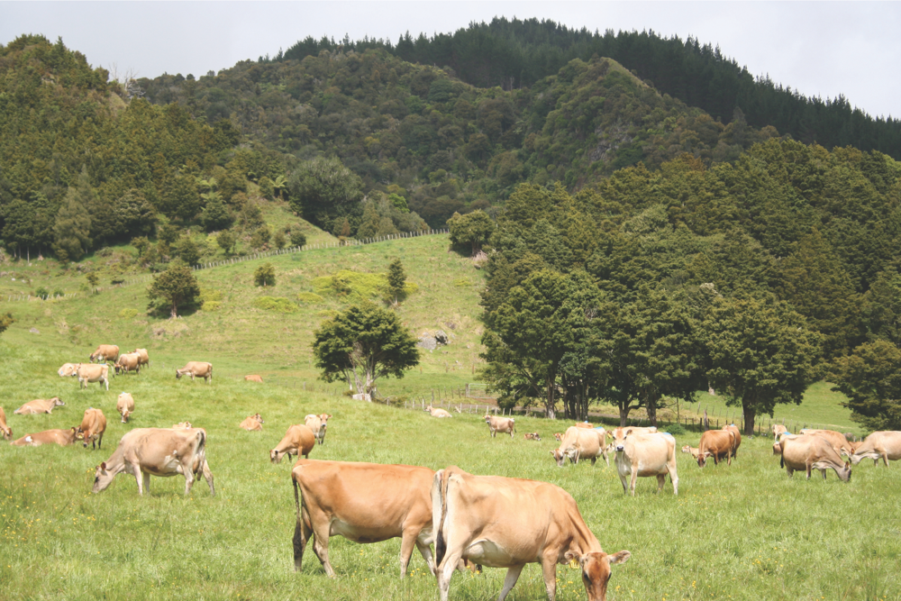 La vaca de pastoreo ideal