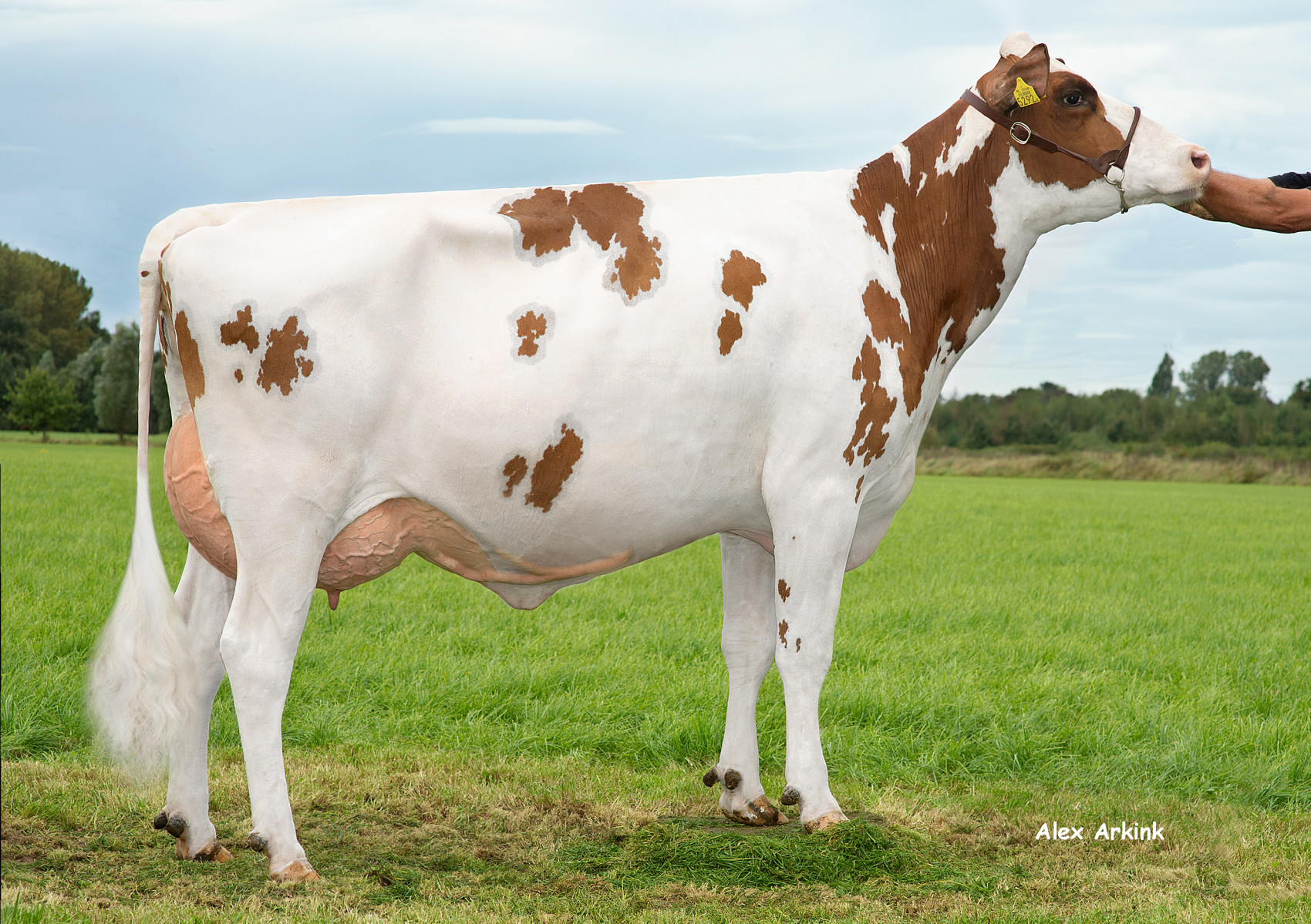 Caudumer Lol 422 PP (Handy P RF) eig.: Barendonk Holsteins VOF, Beers Nb