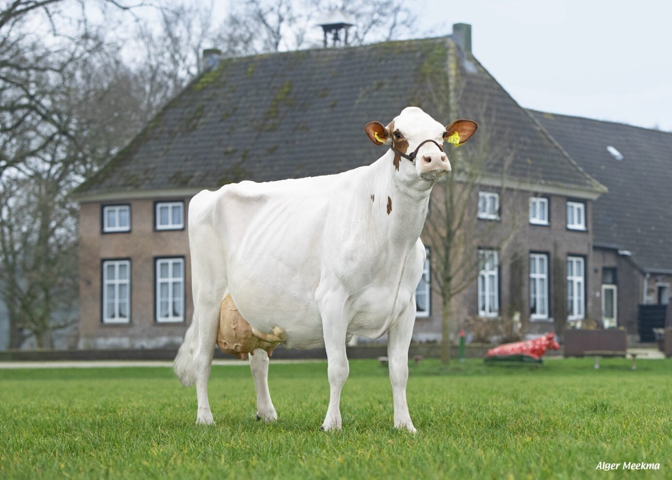 Holsteiner cow in front of a farm