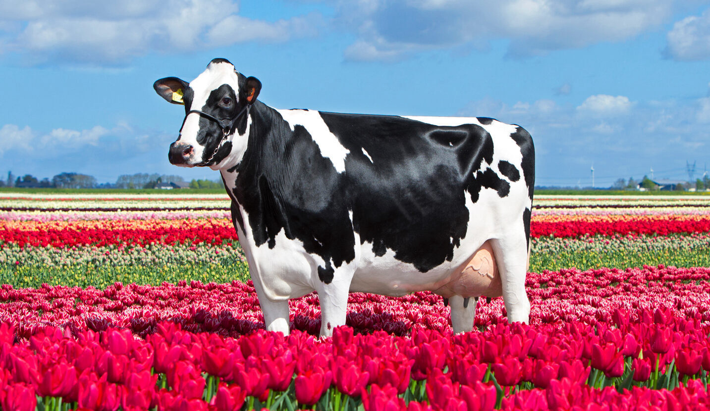 Cross breeding with Holstein