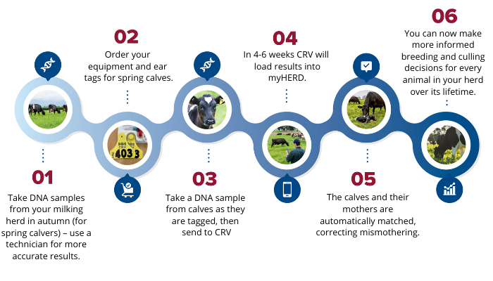 Steps to get started with CRV myDNA testing