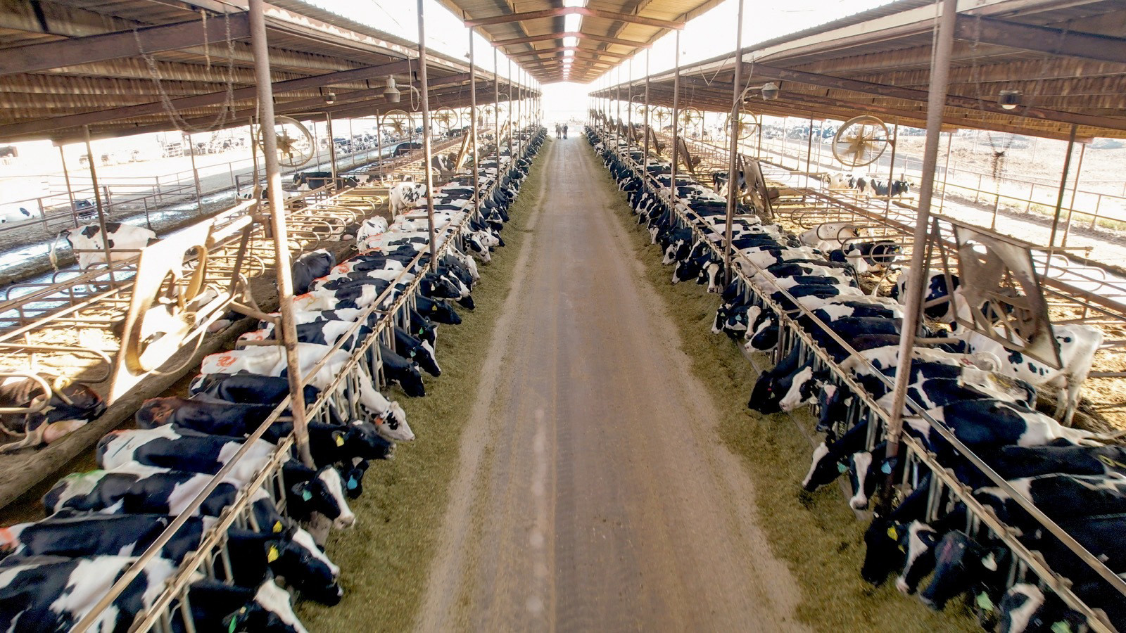 Владельцев молочных ферм призывают разводить продуктивных коров из-за роста цен на корма, приводящего к сокращению прибыли