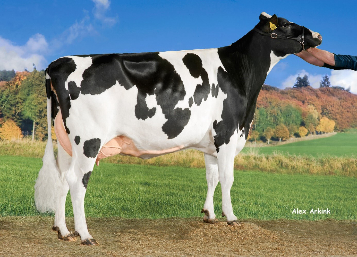 Holstein latest 100 tonner
