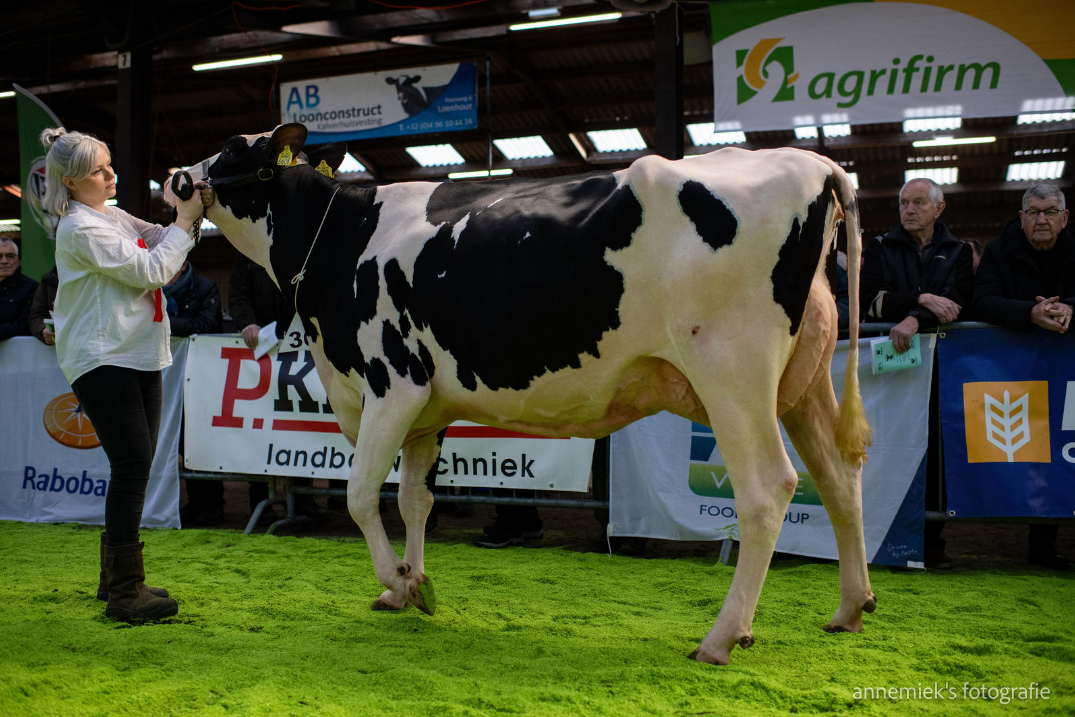 Delta Lush (v. Woody) van Melkveebedrijf Van Gastel eindigde bij het laatste vijftal (foto: Annemieke Rockx)