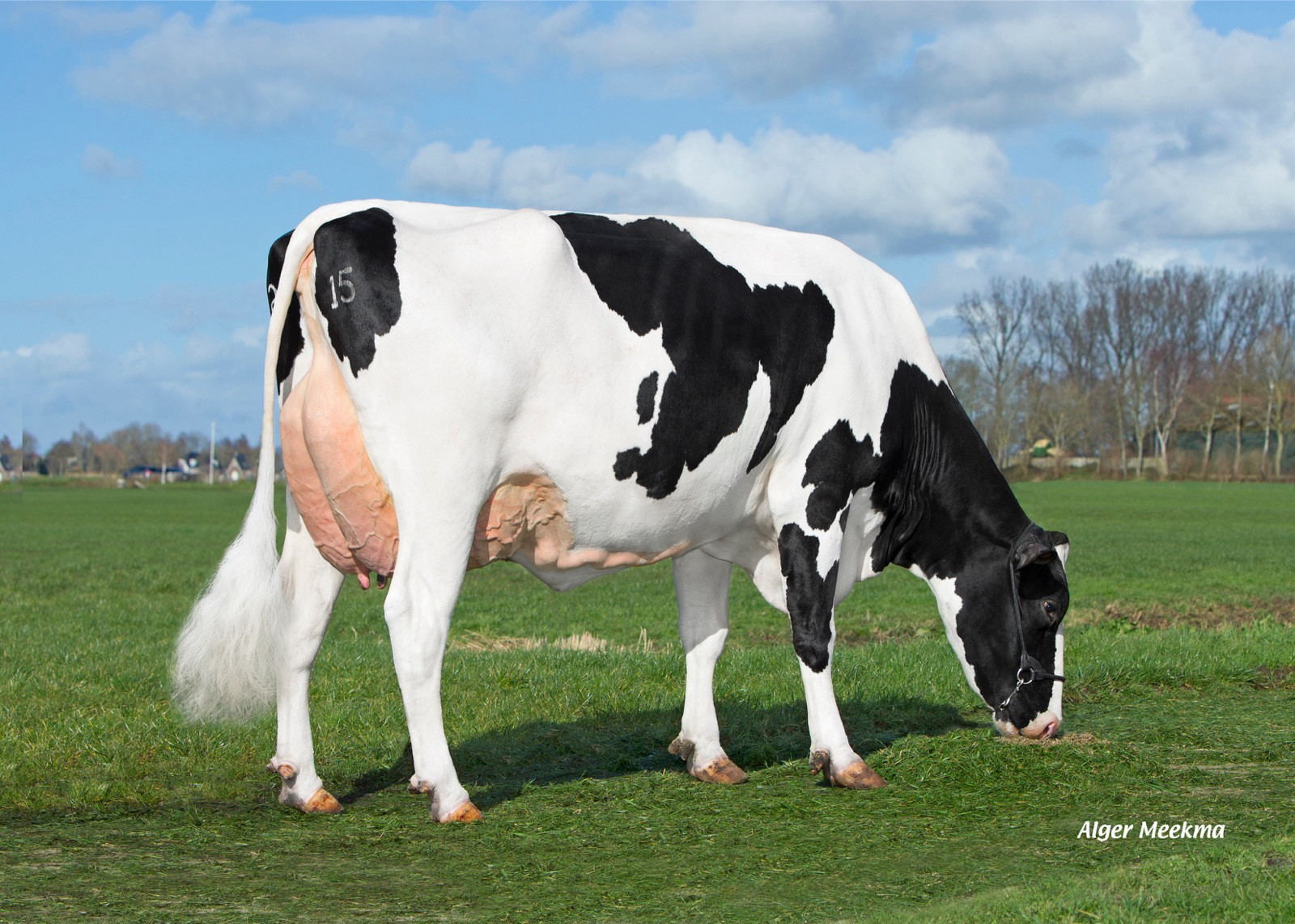 Delta Paulina (Ex 90) is de grootmoeder van de favoriete koe bij Van Beek en Loon, Delta Pipa 1