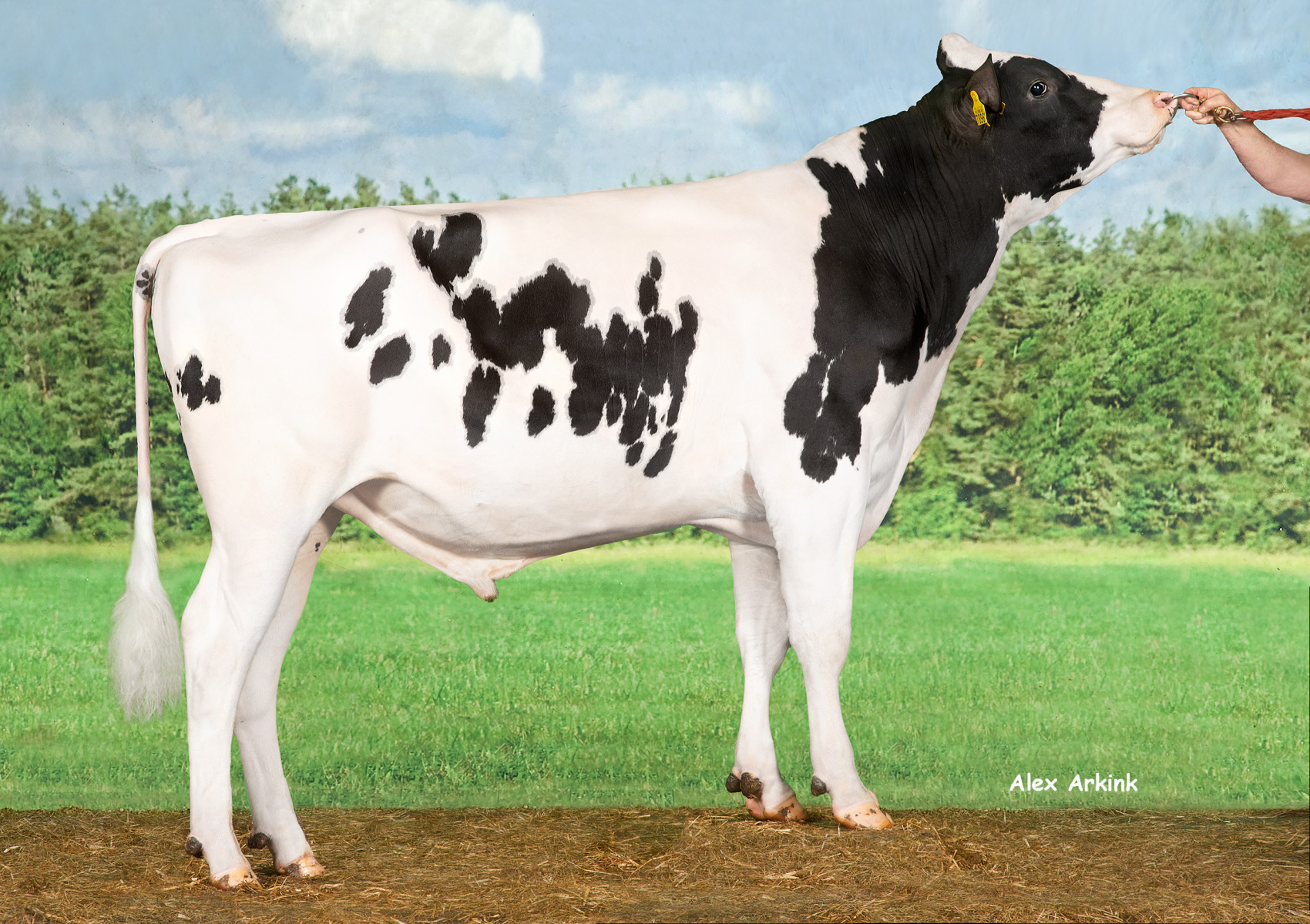 Derny - unser Holsteinbulle des Monats Juni 2024