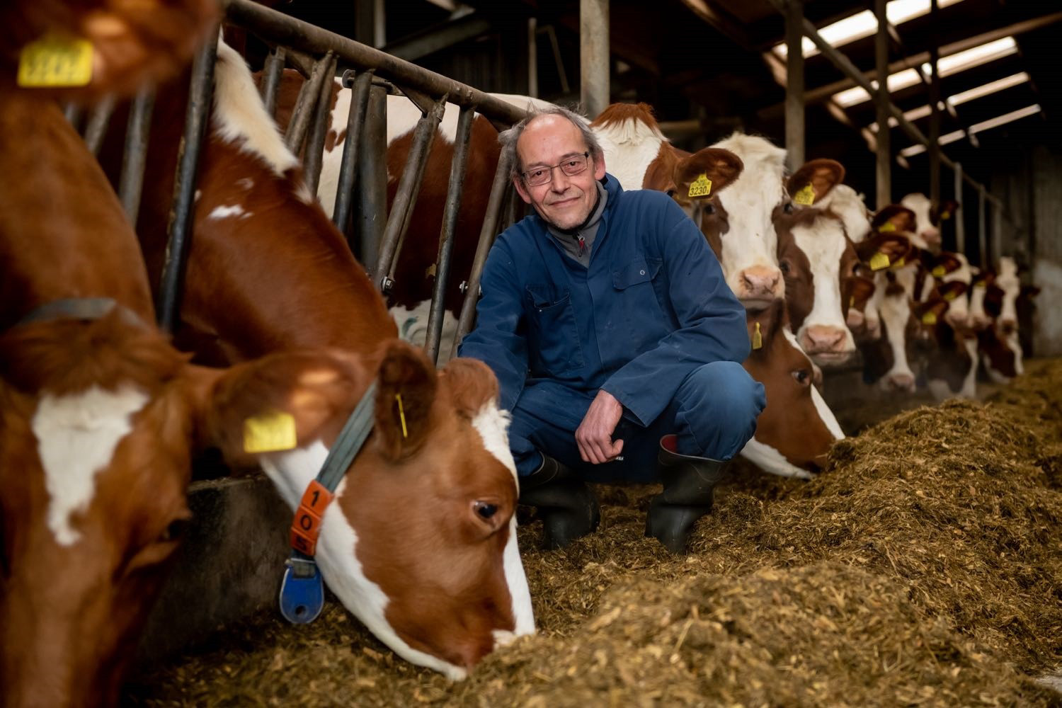 Melkveehouder Frans van den Bosch, fokker van mrij-stier Wim, tussen zijn mrij-koeien.