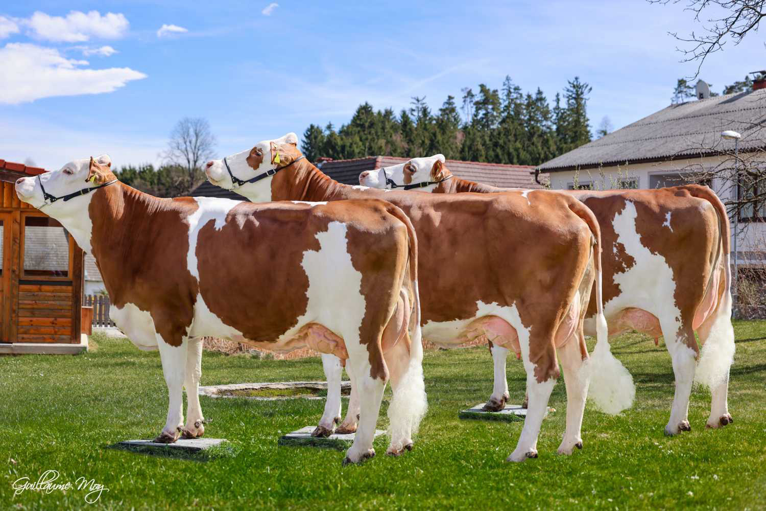 Broad CRV Fleckvieh range offers top-quality bulls for every breeding goal