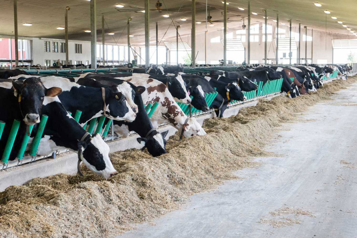 Cows in the barn of Van der Meulen Dairy