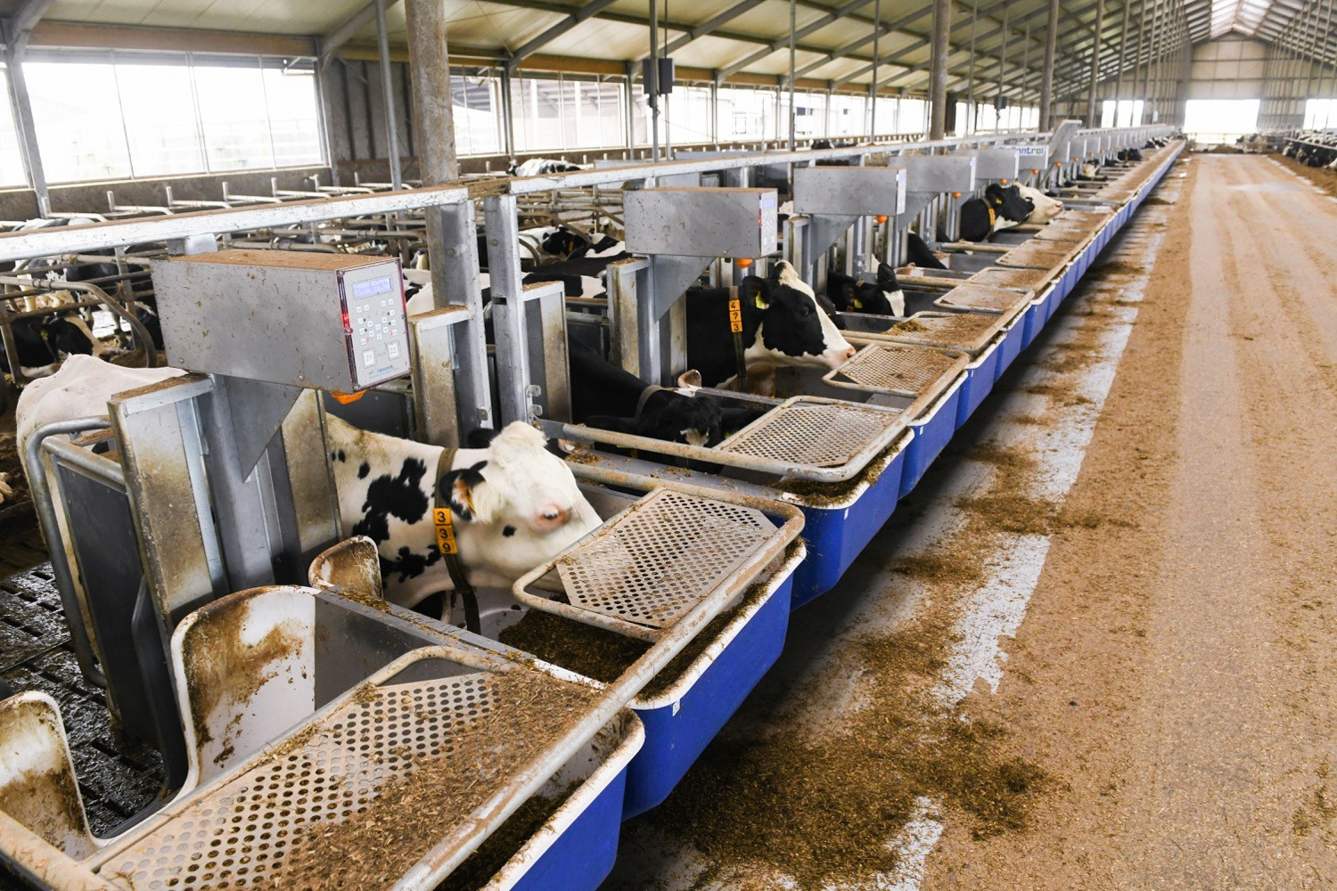 Koeien aan de voerbakken bij voerefficiëntie testbedrijf Gerard Meerkerk.