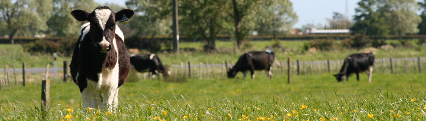 Antecedentes del program de cría de CRV Holstein en los païses bajos y flandes
