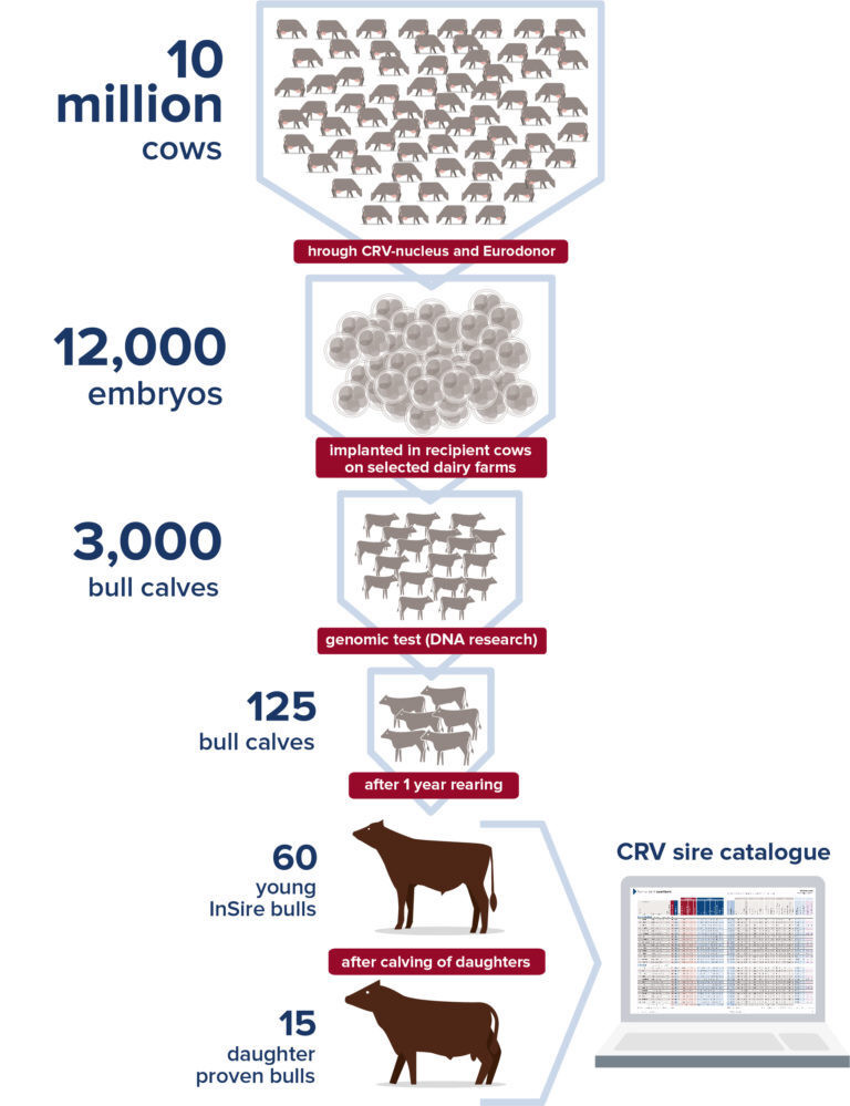 From 10 million cows to 60 InSire bulls